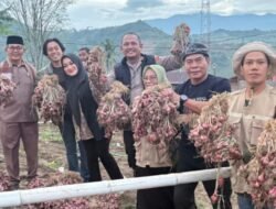 Gubernur Kalimantan Utara Kunjungi Kebun Bawang di Enrekang, Bahas kerjasama Antar Daerah