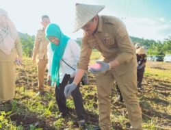 Siap Jadikan Petani Bangkit, Bupati Bantaeng Uji Nurdin Tanam Benih Jagung Unggul dari Unhas