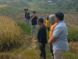 Komitmen Majukan Sektor Pertanian, Wakil Bupati Enrekang Tinjau Panen Padi di Desa Baringin