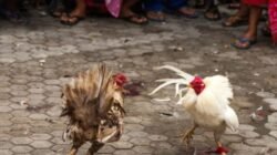 Sudah Berlangsung Lama, Aktivitas Judi Sabung Ayam di Wajo Tidak Tersentuh Aparat Hukum, Ada Apa Ya?