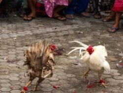 Sudah Berlangsung Lama, Aktivitas Judi Sabung Ayam di Wajo Tidak Tersentuh Aparat Hukum, Ada Apa Ya?