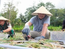 Bupati Bantaeng Panen Perdana Bawang Merah Varietas Lokana Khas Bantaeng