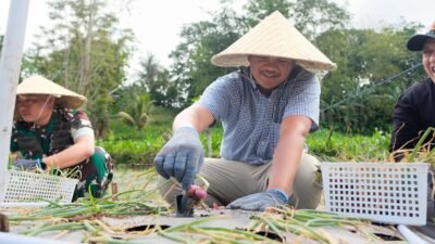 Bupati Bantaeng Panen Perdana Bawang Merah Varietas Lokana Khas Bantaeng