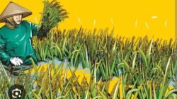 Harga Gabah Anjlok, Petani Mendesak Pemerintah Wajo Agar Menyerap Harga Pembelian