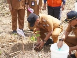 Bupati Andi Rosman Pimpin Penanaman Pohon di Taman Padduppa dan RTH Callaccu