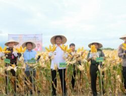 Bupati Bantaeng Hadiri Panen Perdana Penangkaran Padi Genjah dan Jagung Hasil Kolaborasi dengan Unhas
