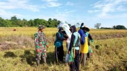 Babinsa Koramil 1406-03/Maniangpajo Laksanakan Pendampingan Hanpangan Panen Padi