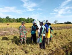 Babinsa Koramil 1406-03/Maniangpajo Laksanakan Pendampingan Hanpangan Panen Padi
