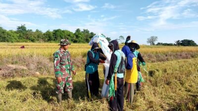 Babinsa Koramil 1406-03/Maniangpajo Laksanakan Pendampingan Hanpangan Panen Padi