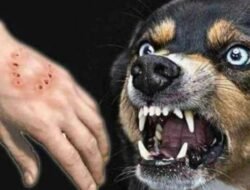 6 Orang Warga Camba Dilarikan ke RS Akibat Diserang Anjing Lliar