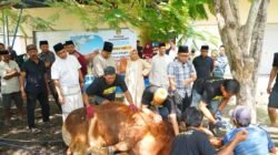 Bupati Wajo Dapat Bantuan Satu Ekor Sapi Kurban Berat 868 Kg Dari Presiden Prabowo