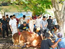 Bupati Wajo Dapat Bantuan Satu Ekor Sapi Kurban Berat 868 Kg Dari Presiden Prabowo