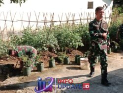 Danramil 1405-08 Tanete Riaja Barru Sulap Halaman Kantor Jadi Kebun Sayuran, Hasilnya untuk Semua Personil