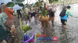 Kodim 1406/Wajo Tanam Mangrove Sambut HUT ke-81 TNI, Jaga Pesisir dan Lestarikan Lingkungan